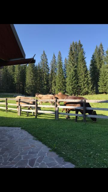 Cosy Chalet on Pokljuka for 8 persons Zgornje Gorje Екстериор снимка